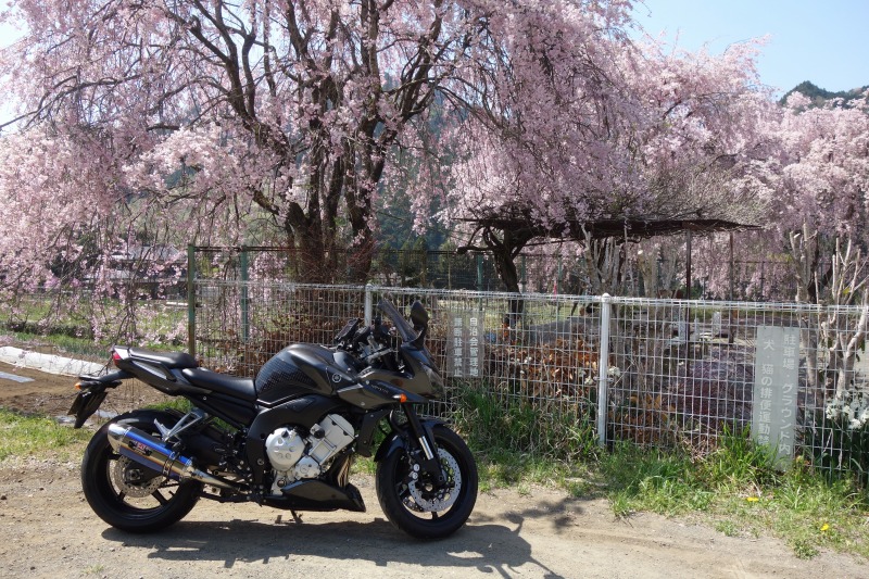 道志みちにて桜とバイクの写真