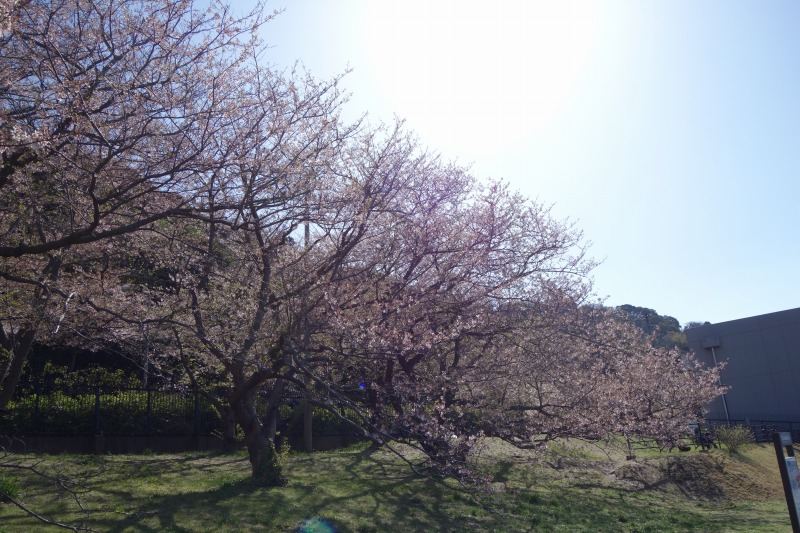 駐車場脇の桜の写真