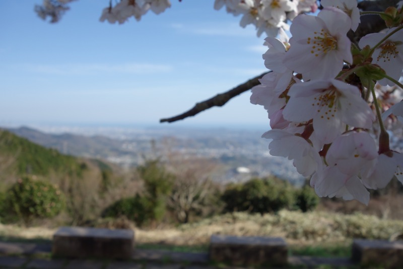 桜と展望の写真