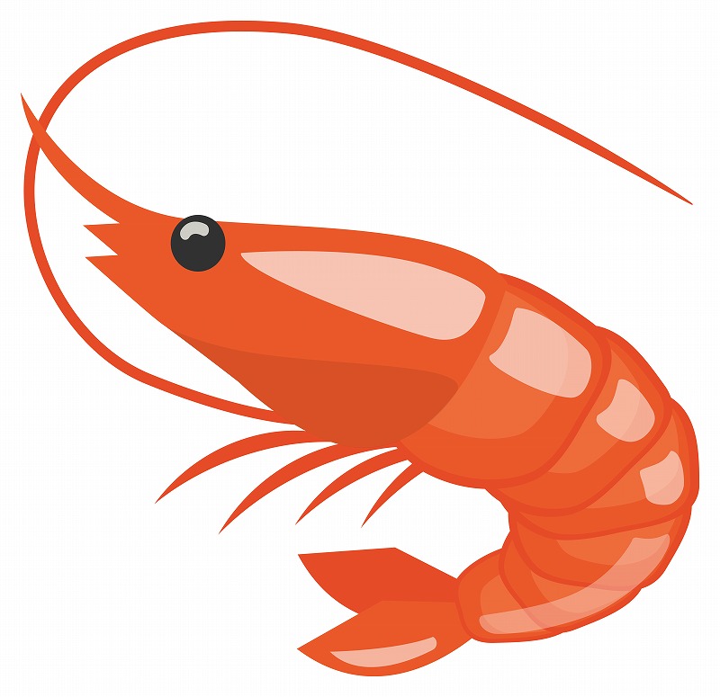 エビの絵