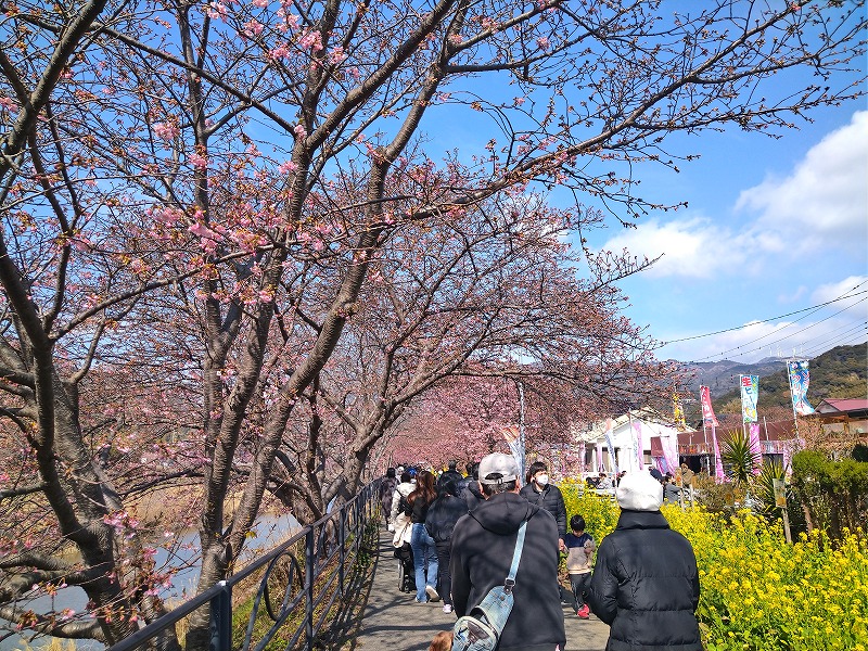 河津桜散策