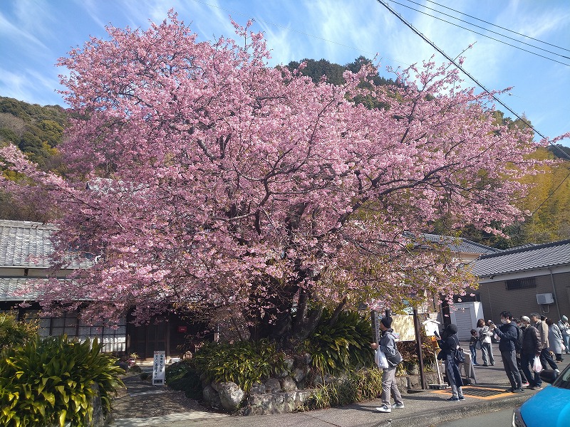 河津桜散策 河津桜の原木